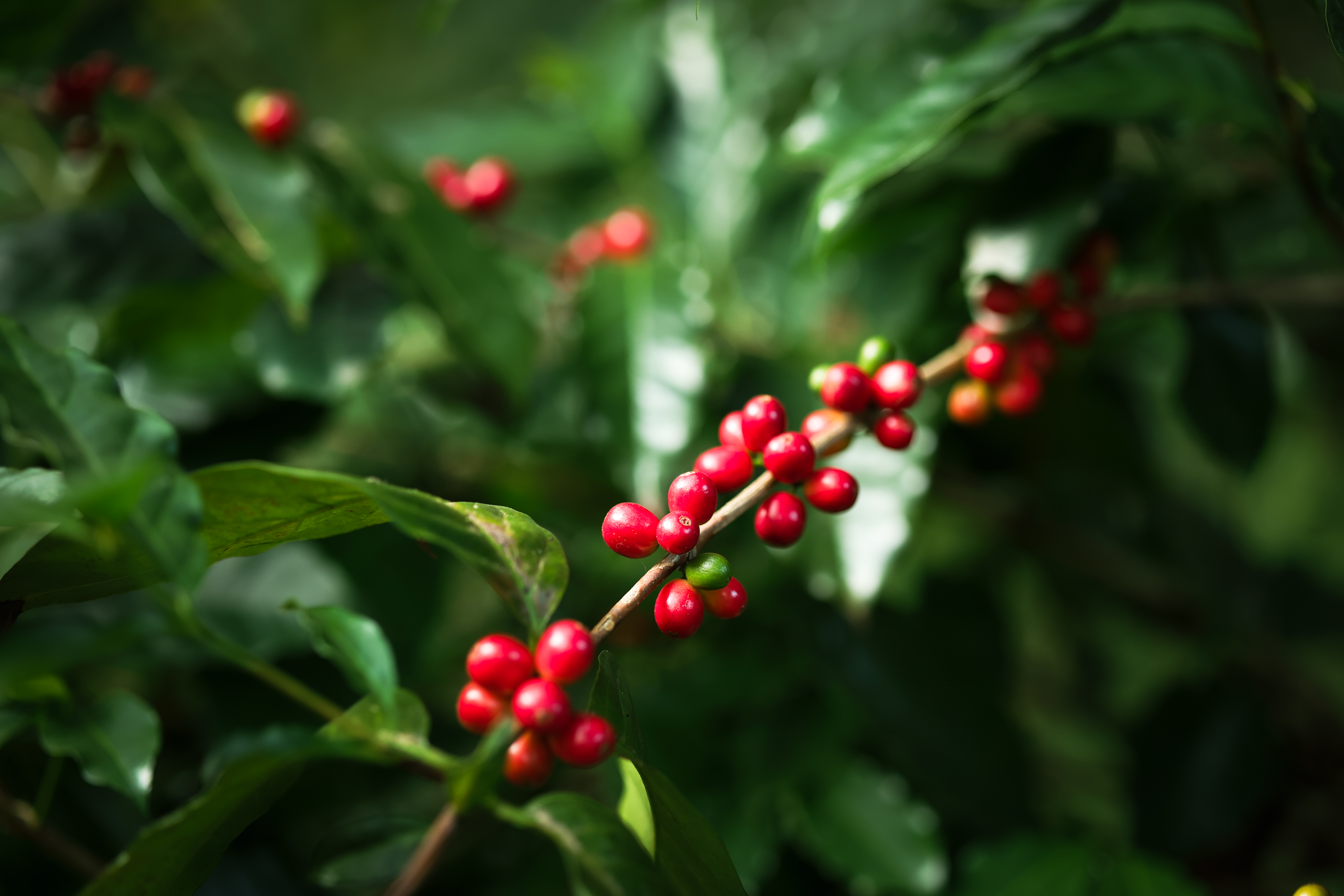 coffee plant